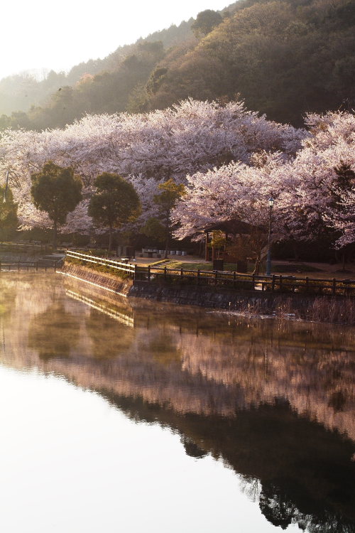 桜(玉川ダム、愛媛県今治市)イメージ１