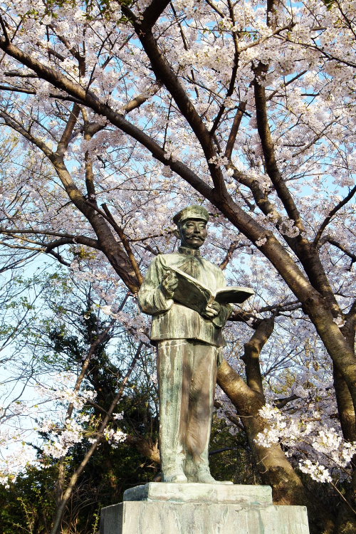 秋山兄弟銅像・桜(愛媛県松山市)イメージ１