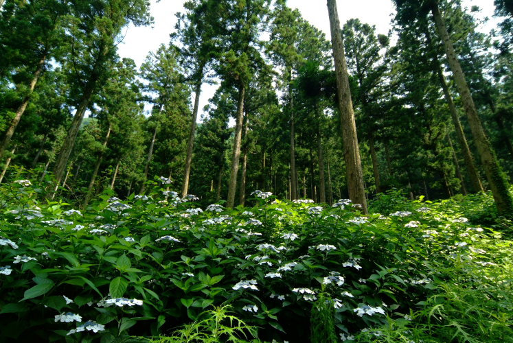 皿ケ嶺森林公園(愛媛県東温市)イメージ１