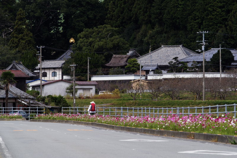 遍路とコスモス(42番仏木寺付近、愛媛県宇和島市三間)イメージ１