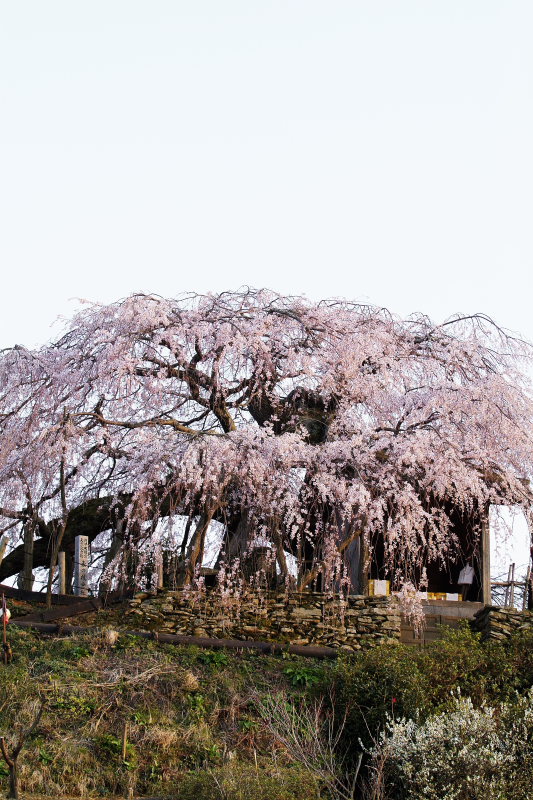 石畳 東のしだれ桜(愛媛県内子町)イメージ１