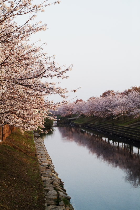 桜(赤坂堤、愛媛県砥部町)イメージ１