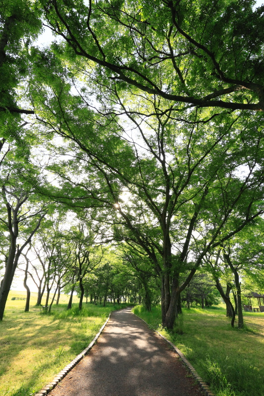 かすみの森公園(新緑、愛媛県東温市)イメージ１