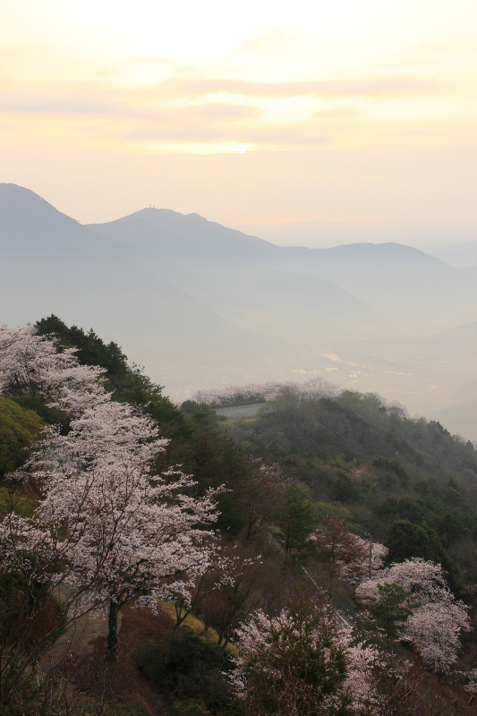 桜(朝の冨士山、愛媛県大洲市)イメージ１