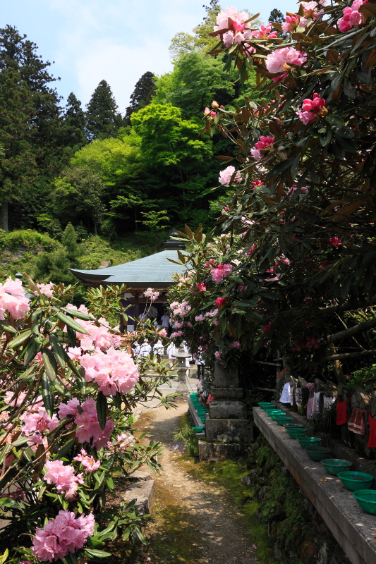 60番横峰寺(シャクナゲ・シャガの花、愛媛県西条市)イメージ１