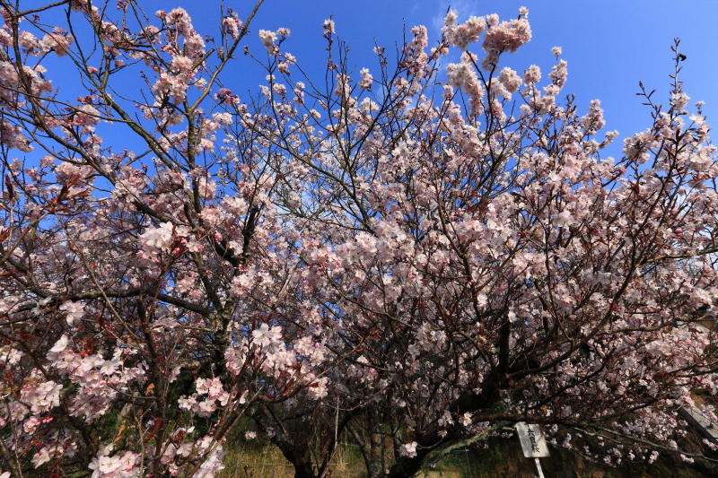 十六日桜(愛媛県松山市)イメージ１