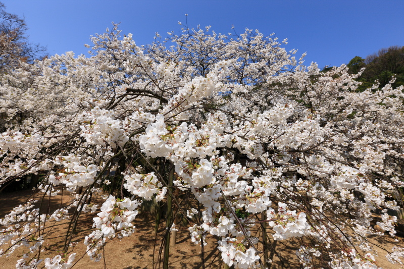 うば桜(大宝寺、愛媛県松山市)イメージ１