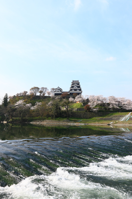 大洲城と桜(愛媛県大洲市)イメージ１