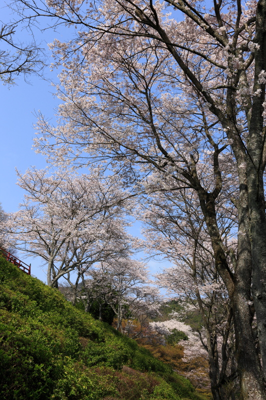 桜(奥道後、愛媛県松山市)イメージ１