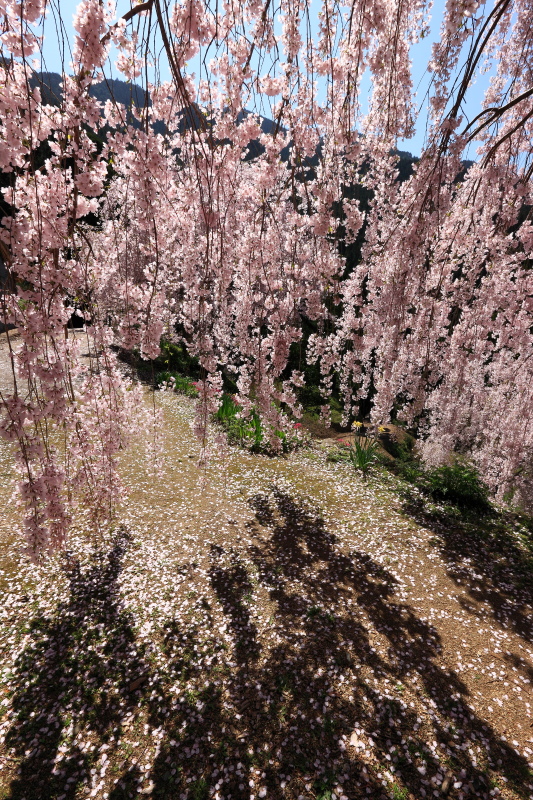 木屋平のしだれ桜(徳島県美馬市)_1イメージ１