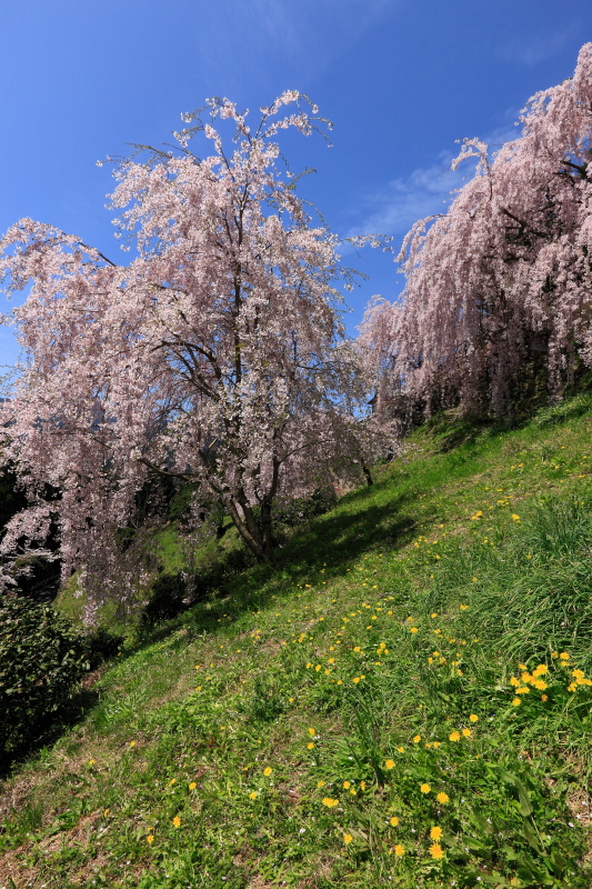 木屋平のしだれ桜(徳島県美馬市)_2イメージ１