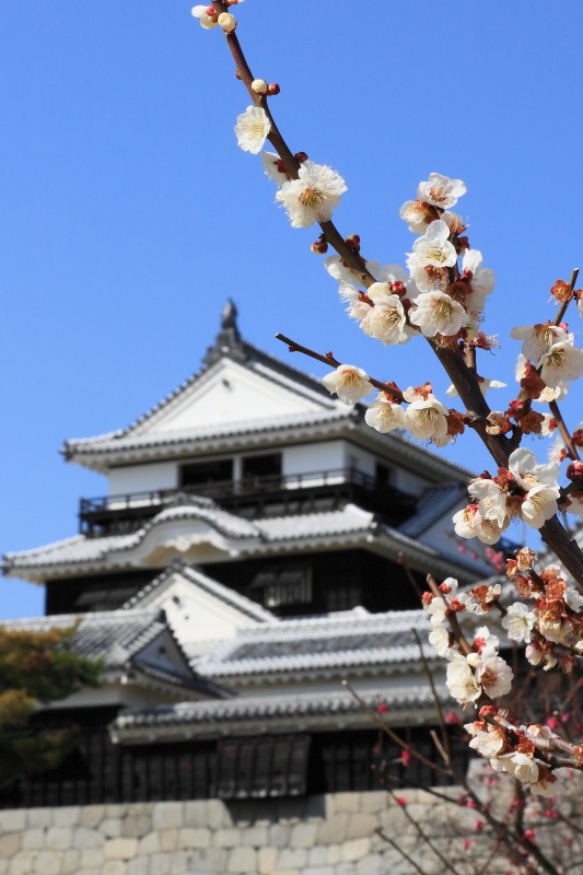 松山城と梅の花(愛媛県松山市)イメージ１