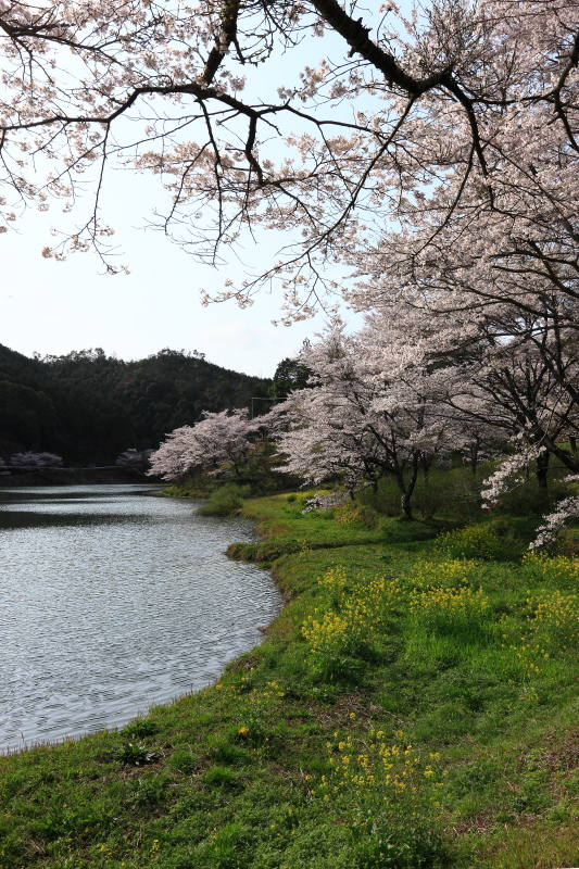 桂川渓谷公園の桜(愛媛県西予市野村)＿1イメージ１