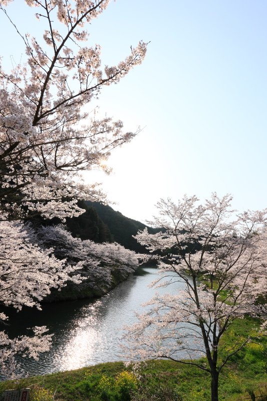 桂川渓谷公園の桜(愛媛県西予市野村)＿2イメージ１