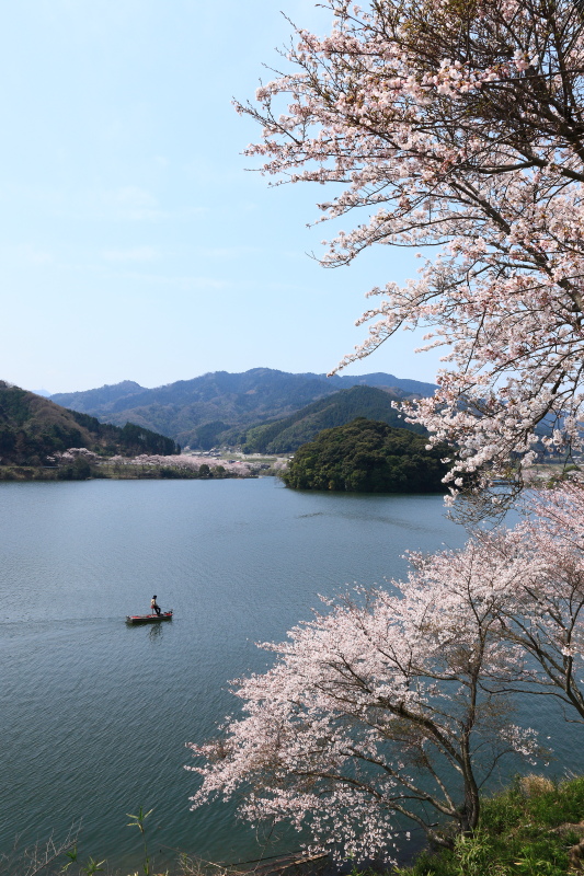 玉川ダム湖の桜(愛媛県今治市)イメージ１