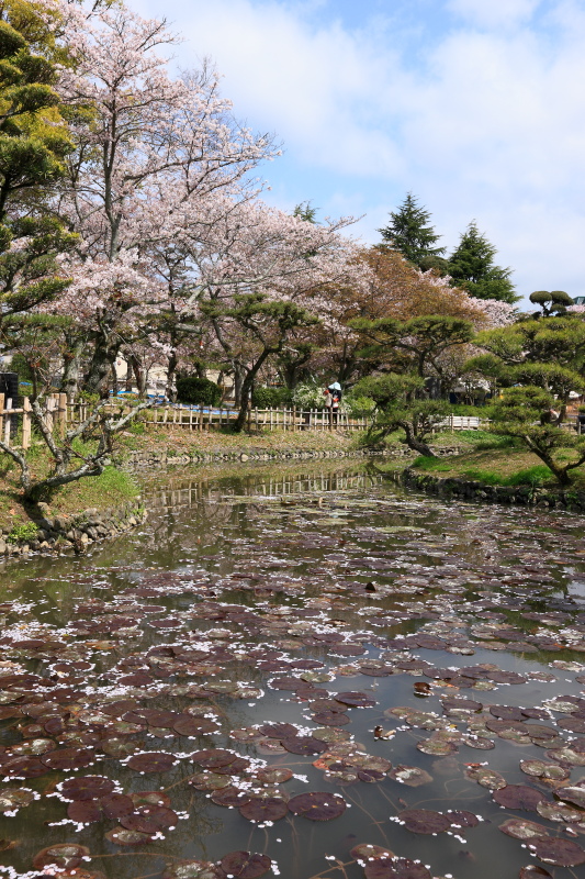 道後公園の桜(愛媛県松山市)イメージ１