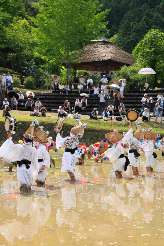 どろんこ祭り(お田植え、愛媛県西予市城川町)イメージ１