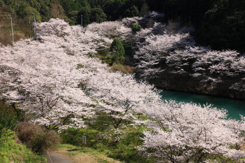 桂川渓谷公園の桜(愛媛県西予市)イメージ１