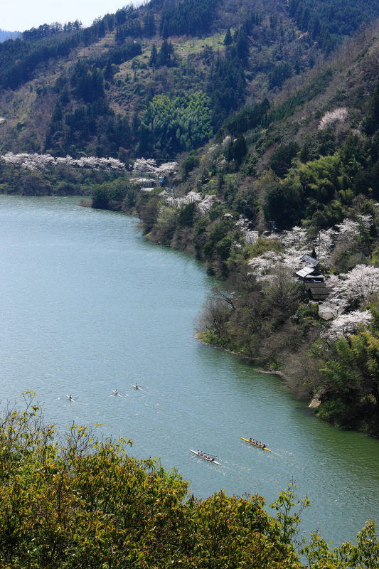 鹿野川ダム湖の桜(愛媛県大洲市)イメージ１