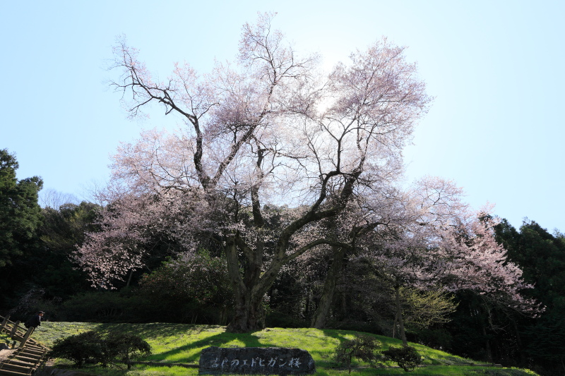 吉良のエドヒガン桜(徳島県つるぎ町)イメージ１