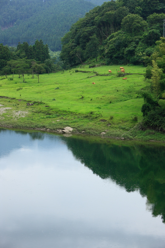 牛の放牧(と吉野川、高知県大豊町)イメージ１