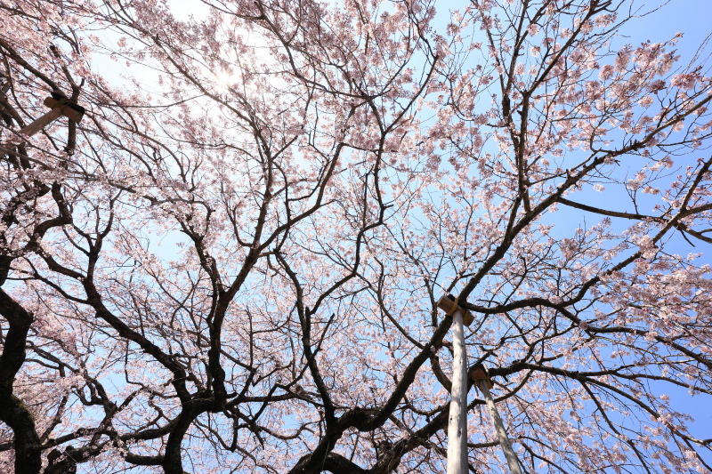 明王寺しだれ桜(徳島県神山町)イメージ１