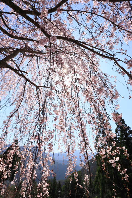 木屋平のしだれ桜(徳島県美馬市)イメージ１