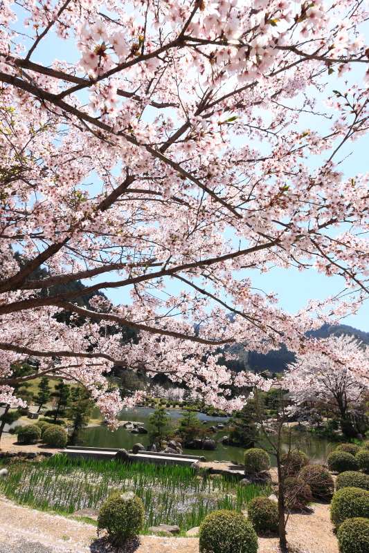 本谷公園の桜(愛媛県西条市)イメージ１