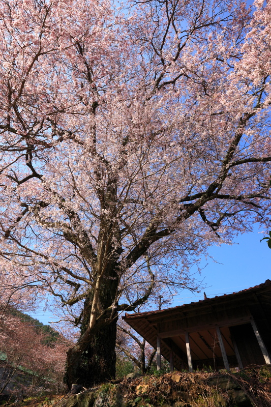 桜堂のひょうたん桜(徳島県つるぎ町)_1イメージ１