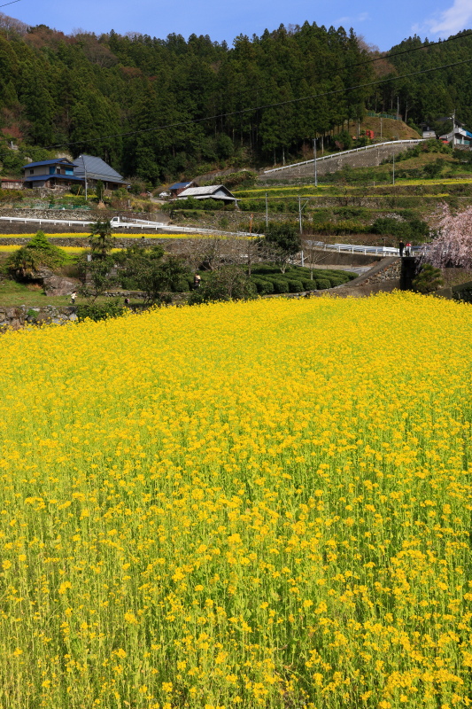 棚田の菜の花(徳島県神山町)イメージ１