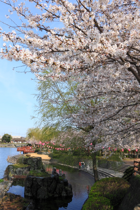 江川・鴨島公園の桜(徳島県吉野川市)イメージ１
