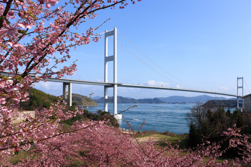 河津桜と来島海峡大橋(愛媛県今治市)イメージ１