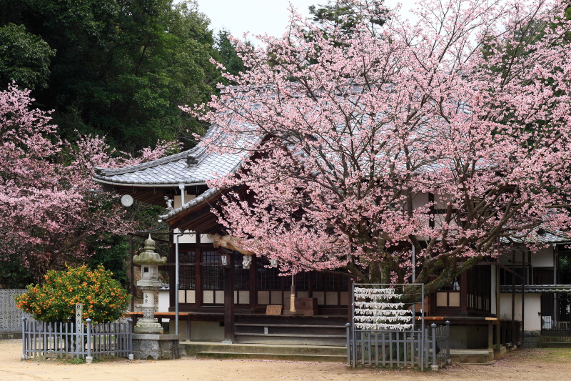 薄紅寒桜(三島神社、愛媛県松山市)イメージ１