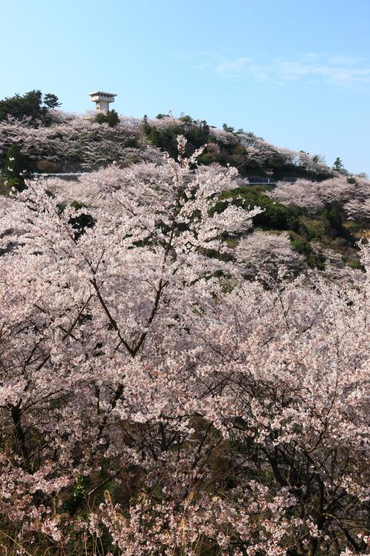 谷上山の桜(愛媛県伊予市)イメージ１