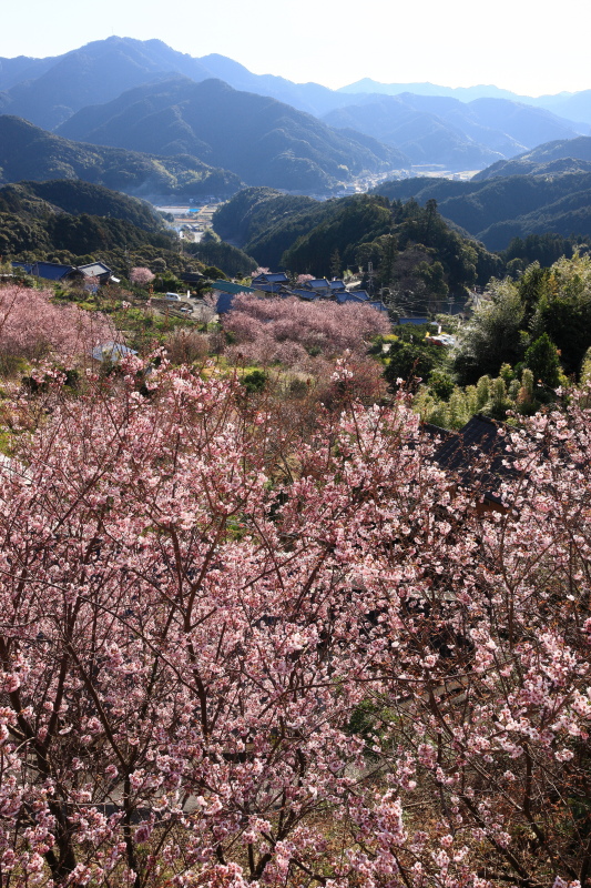 雪割り桜(高知県須崎市)イメージ１