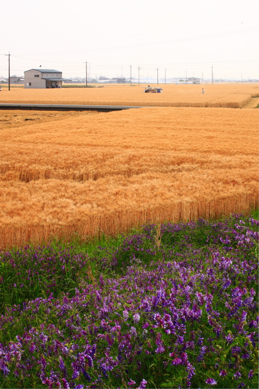 麦畑＋ナヨクサフジの花(愛媛県東温市)イメージ１