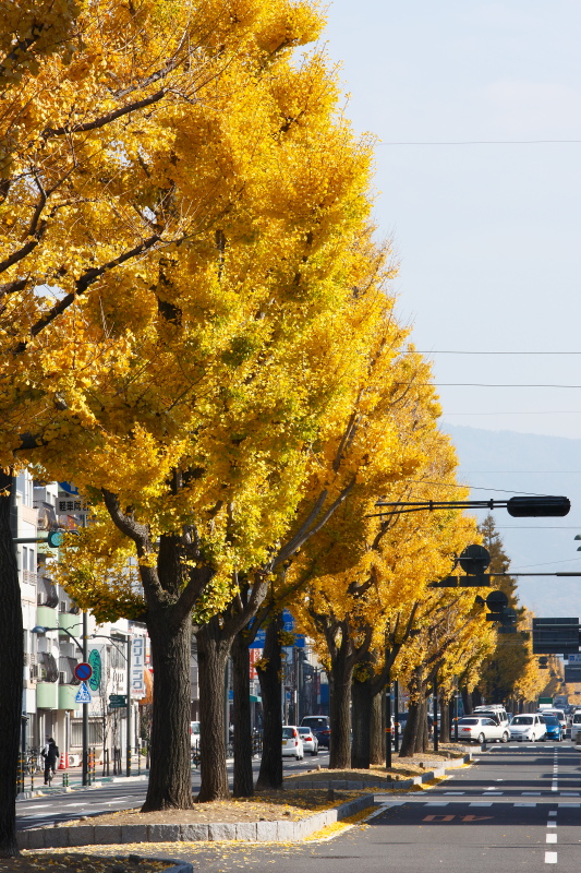 イチョウ並木(平和通り、愛媛県松山市)イメージ１