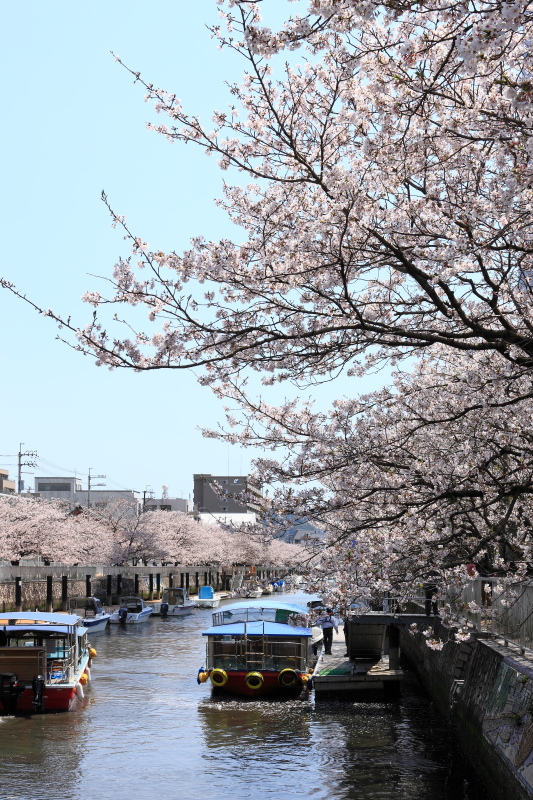 堀川沿いの桜(高知県高知市)イメージ１