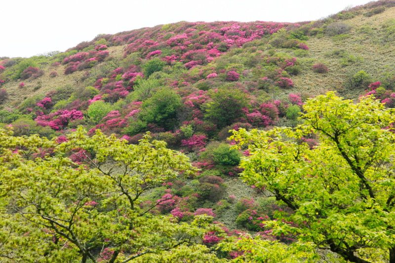 大川嶺ミツバツツジ(愛媛県久万高原町)イメージ１