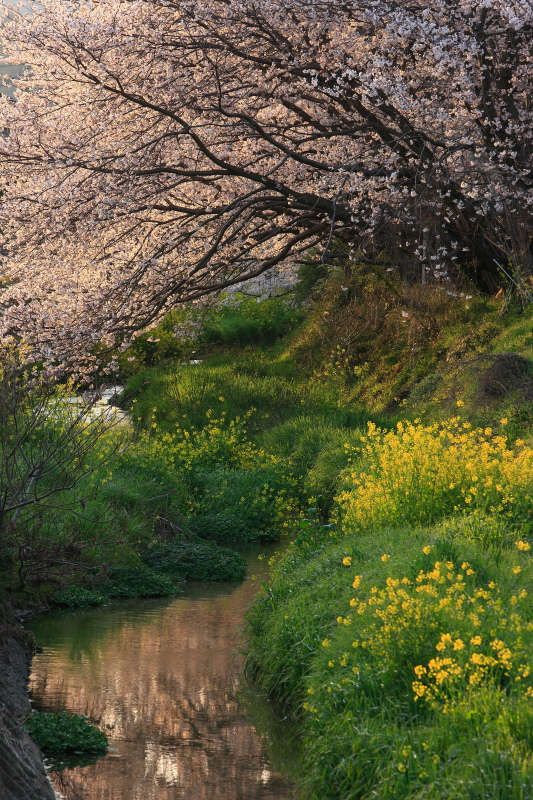 桜と菜の花(愛媛県松山市)イメージ１