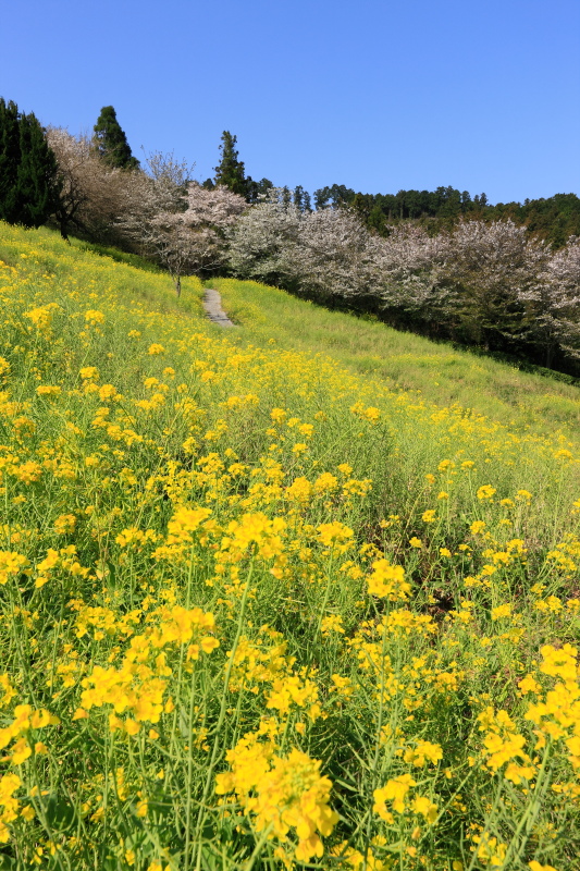 菜の花_八幡浜市民スポーツパーク(愛媛県八幡浜市)イメージ１