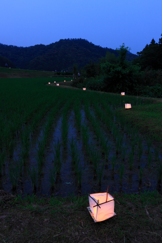 蛍の畦道ライトアップ(愛媛県松野町)イメージ１