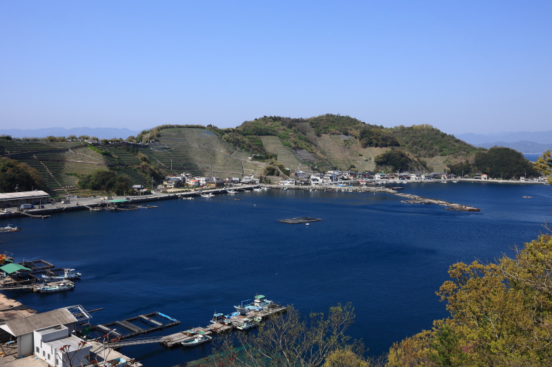 水荷浦の段々畑_全景(愛媛県宇和島市)イメージ１