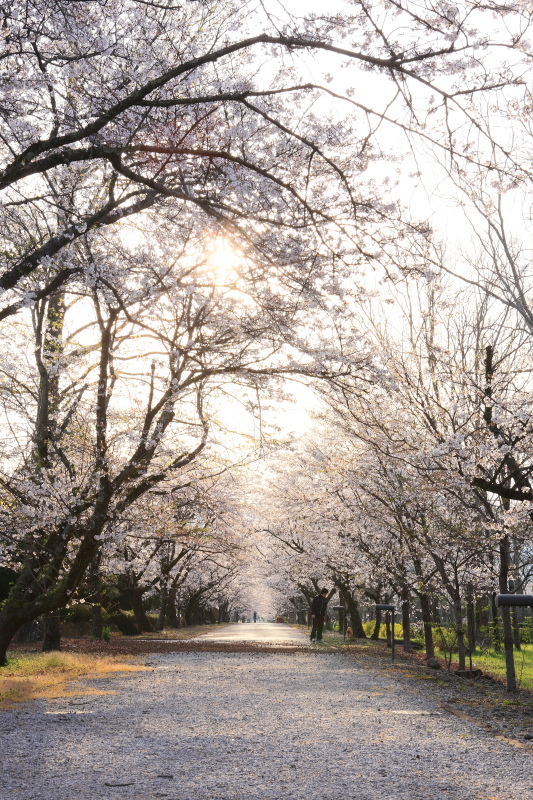 鏡野公園の桜(高知県香美市)イメージ１