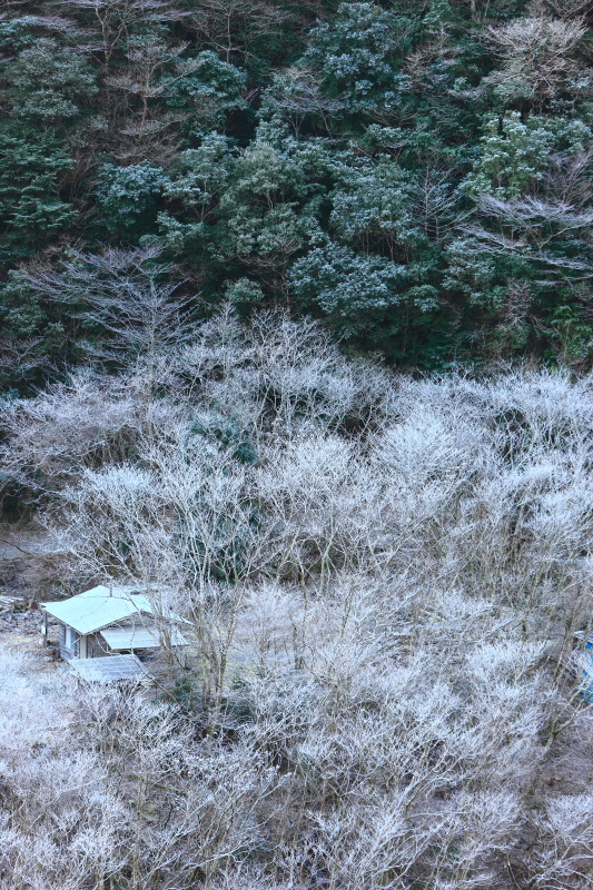 霧氷の木々(高知県北川村)イメージ１