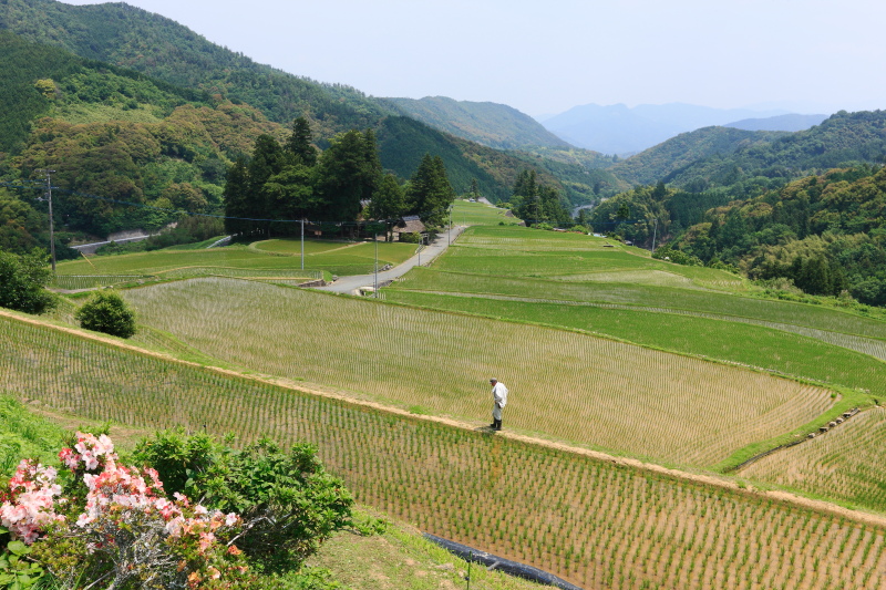 蔵川_三島神社(6月、愛媛県大洲市)イメージ１