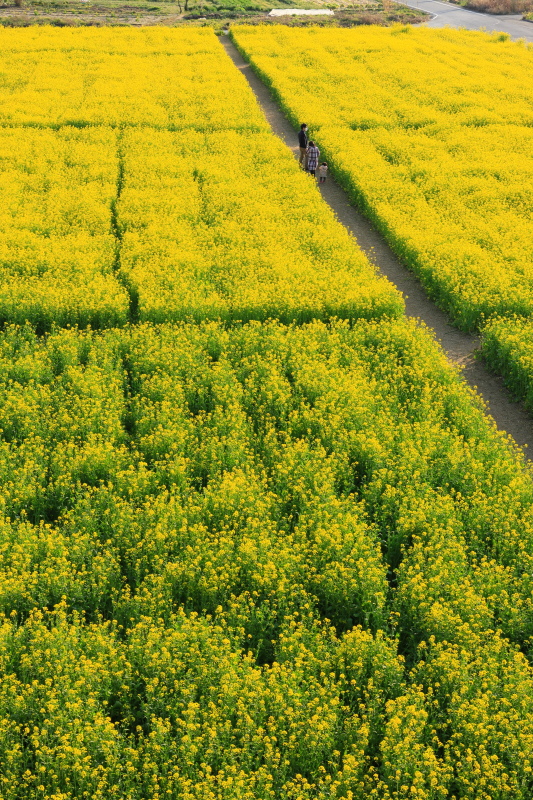 菜の花畑(愛媛県大洲市)イメージ１