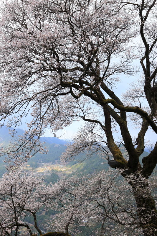 ひょうたん桜(高知県仁淀川町)イメージ１