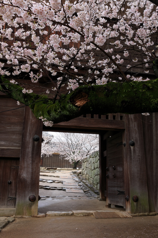 松山城(＋桜、愛媛県松山市)_1イメージ１