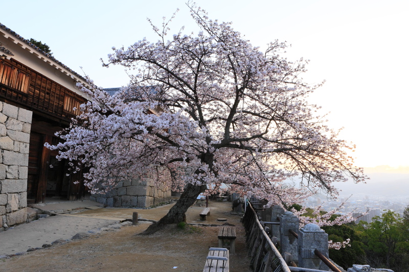 松山城(＋桜、愛媛県松山市)_2イメージ１